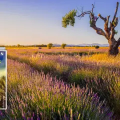 Buchcover "Trügerisches Lavandou" vor einem Lavendelfeld mit einem knorrigen Baum im Abendlicht.
