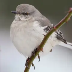 Ein Spottdrossel-Vogel, wie aus "to kill a mockingbird deutsch", sitzt auf einem Dornenzweig.
