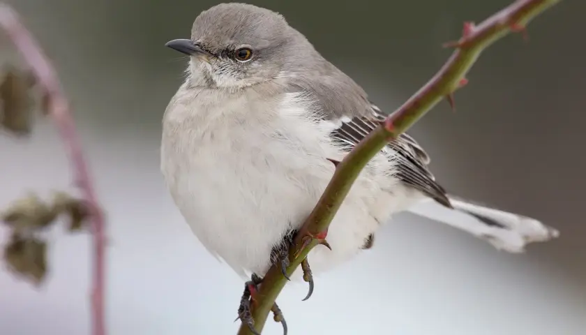 Ein Spottdrossel-Vogel, wie aus "to kill a mockingbird deutsch", sitzt auf einem Dornenzweig.