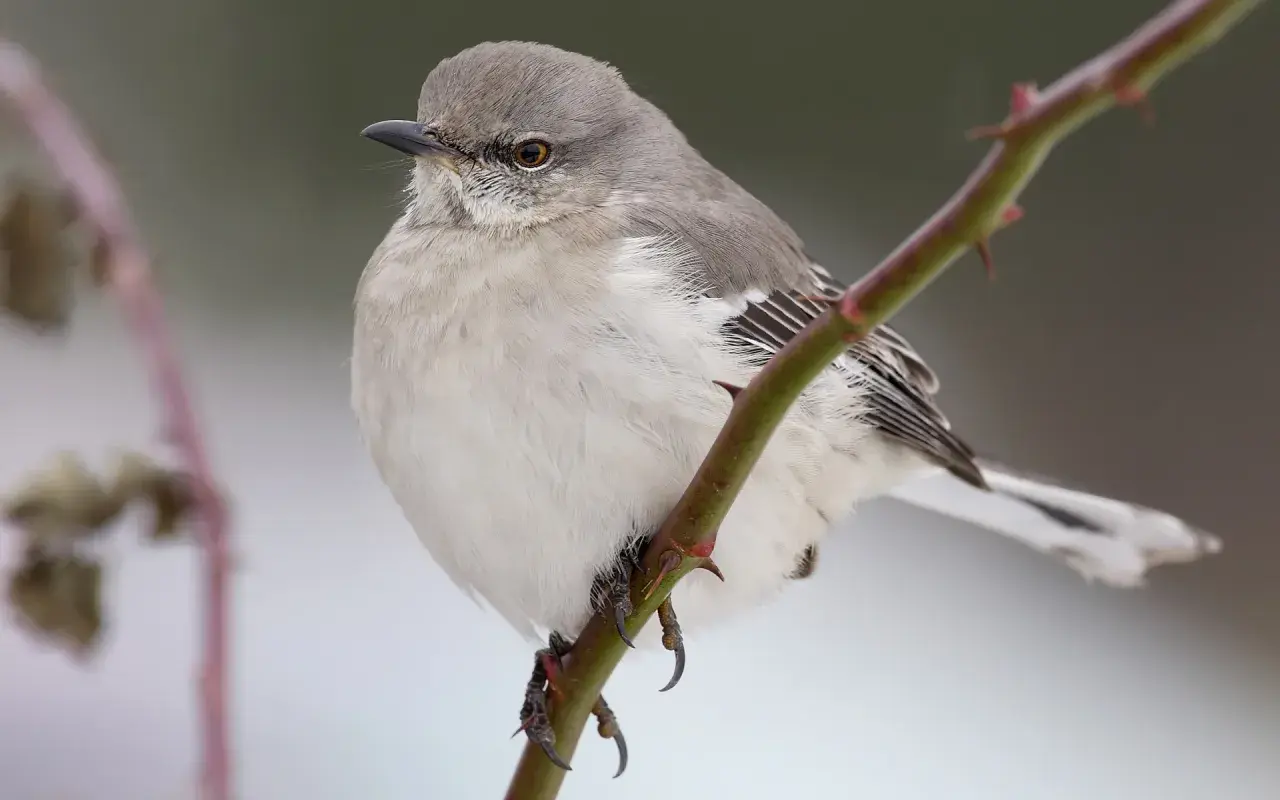 Ein Spottdrossel-Vogel, wie aus "to kill a mockingbird deutsch", sitzt auf einem Dornenzweig.