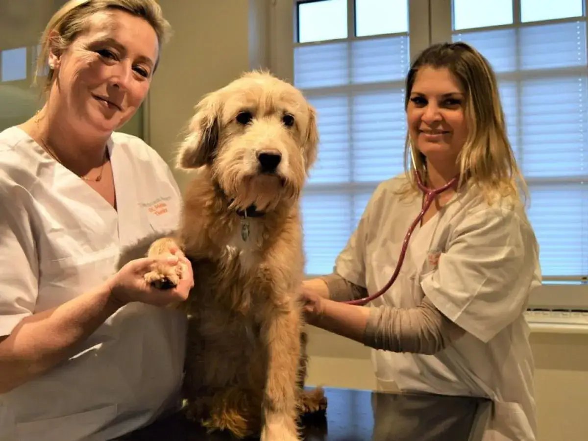 Tier&auml;rztin Stephanie Petersen und Kollegin untersuchen einen Hund.