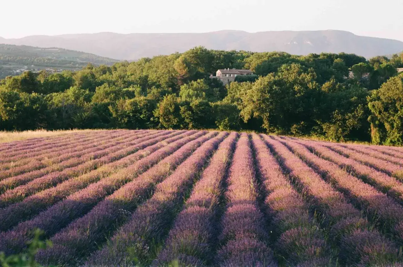 Lavendelfeld in der Provence. Ein Haus versteckt sich im Wald. Perfekte Kulisse f&uuml;r einen Provence Krimi.