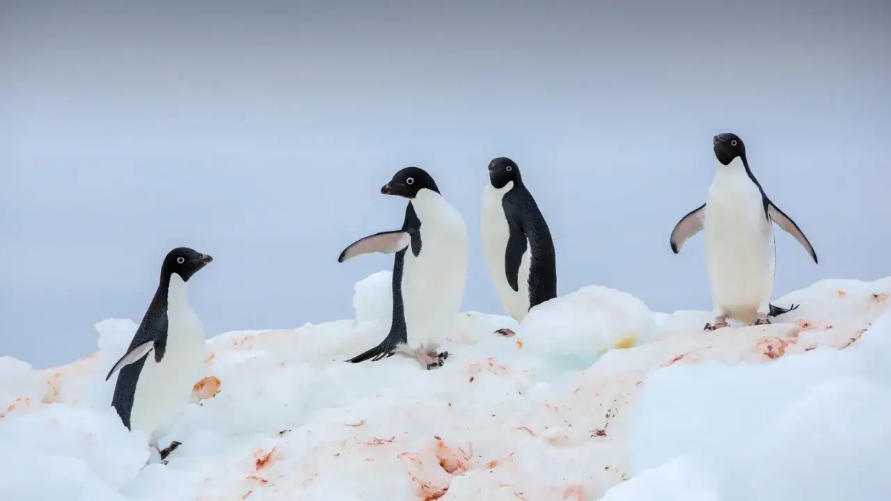 Vier Pinguine auf Eis, die das pinguin prinzip der Gemeinschaft und des Zusammenhalts verkörpern.